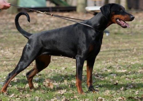 Kleo v. Hellerwald | Black Doberman Pinscher