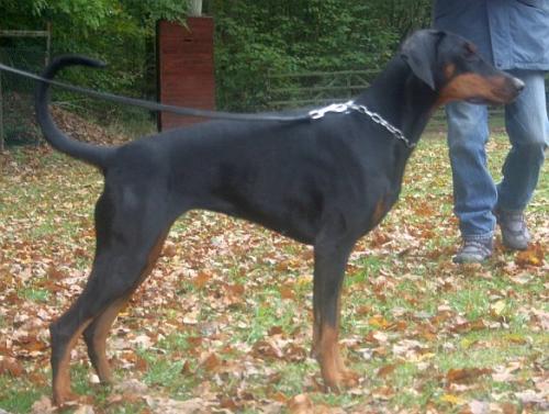 Katharina v. Hellerwald | Black Doberman Pinscher