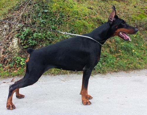 Juga del Nasi | Black Doberman Pinscher