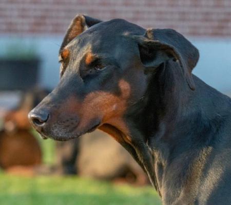 Yluna v. Assindia | Black Doberman Pinscher