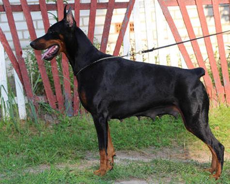 Russkaya Dusha Gera | Black Doberman Pinscher