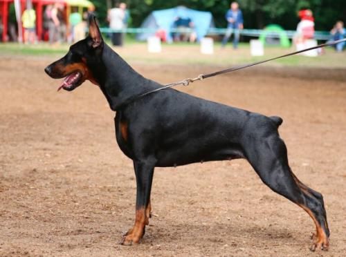 Smart Wood Hills Heathrow | Black Doberman Pinscher