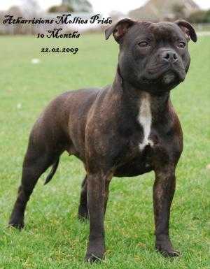 Atharrisons Mollies Pride | Staffordshire Bull Terrier 