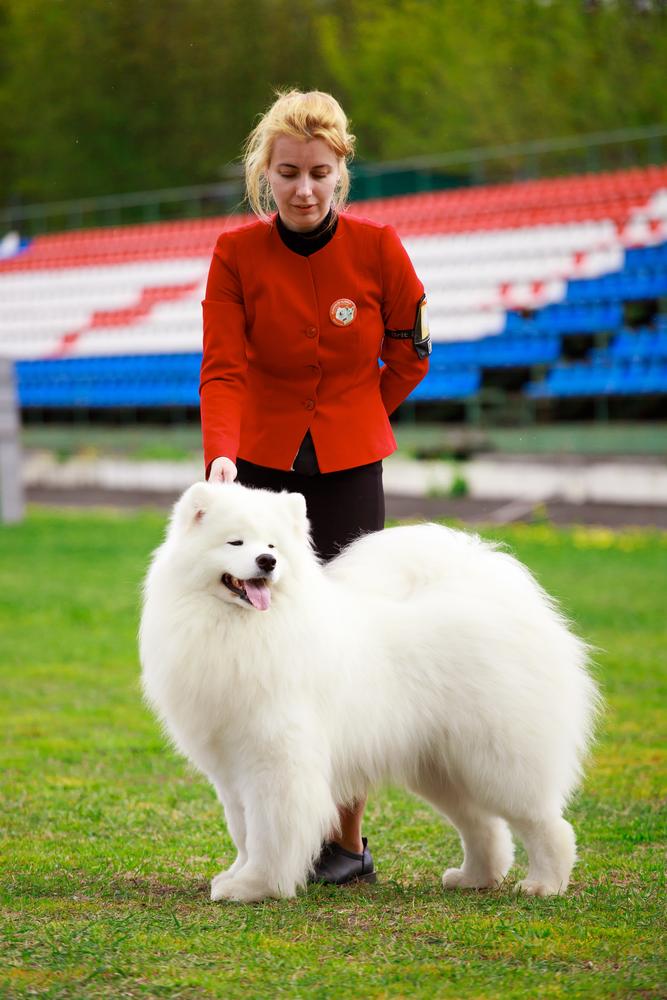 Alkhabor Almira Triumphant Sherlock | Samoyed 