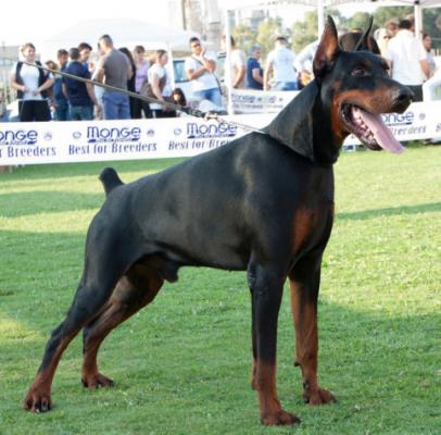 Full (LO1224169) | Black Doberman Pinscher