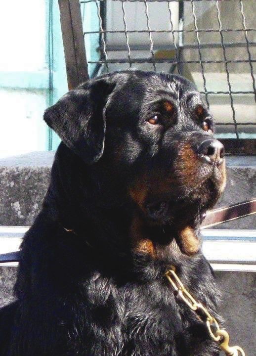 Arkon von herrschaft | Rottweiler 