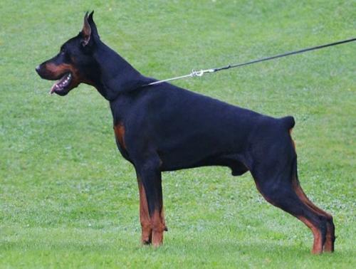 Livonija Baron Amber Amulet | Black Doberman Pinscher