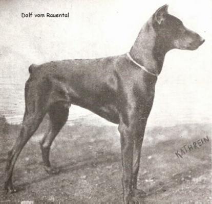 Dolf v. Rauental | Black Doberman Pinscher