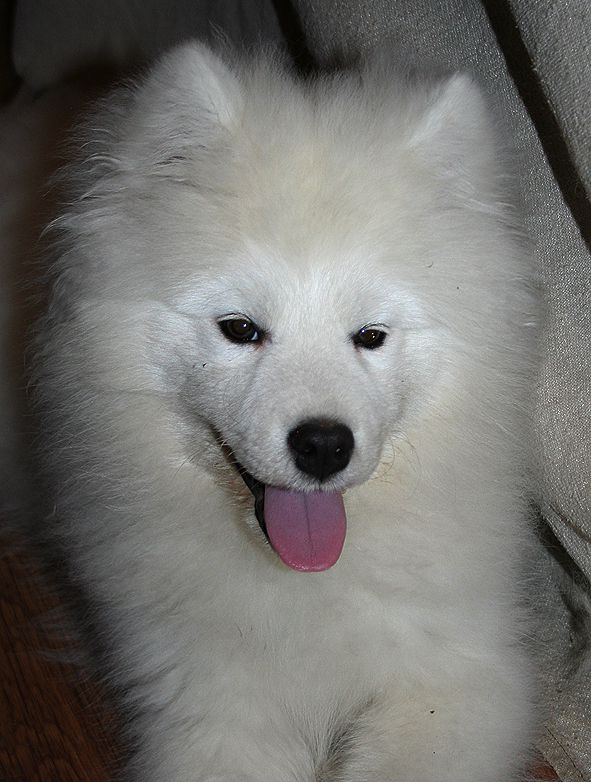 IZDOMASU Besame Mucho | Samoyed 