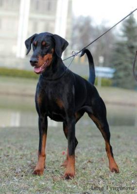 Asiak for Leib Solond (LO1441057) | Black Doberman Pinscher