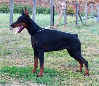 Ulisa Daker | Black Doberman Pinscher