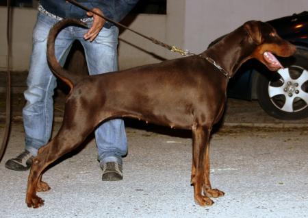 Halley Dea de Rovira | Brown Doberman Pinscher