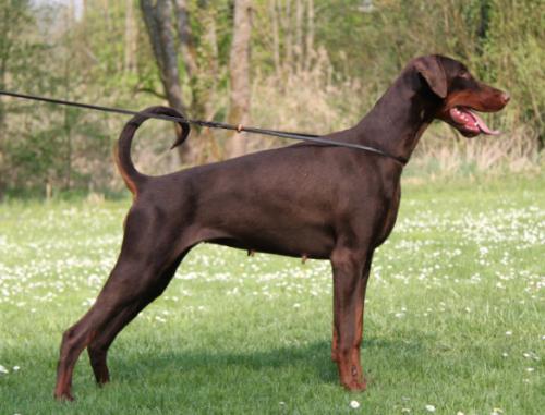 Jordan Dea de Rovira | Brown Doberman Pinscher