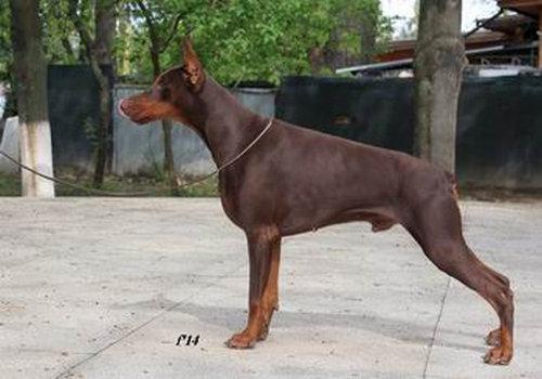 E'Gannicus of Hoffman House | Brown Doberman Pinscher