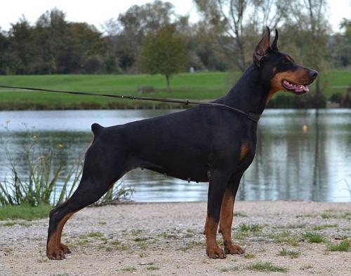 Eyes of an Angel of Hoffman House | Black Doberman Pinscher