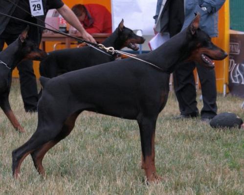 Loire v. Hunnoterra | Black Doberman Pinscher