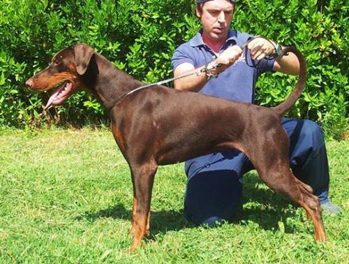 Giulia dei Borboni | Brown Doberman Pinscher