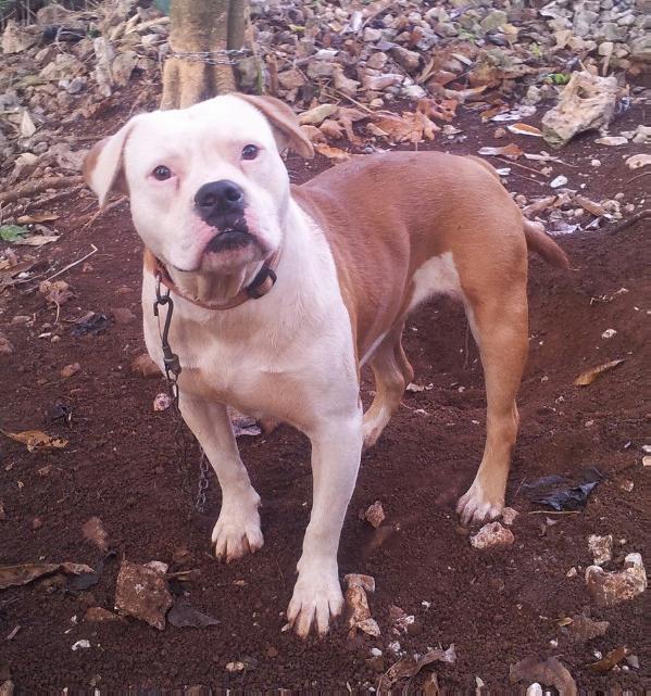 Viking Bulldogges Whiskey | Olde English Bulldogge 