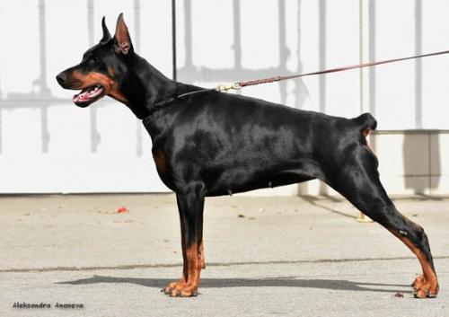 Katniss Everdeen de Grande Vinko | Black Doberman Pinscher