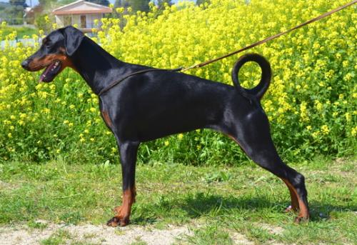 Donatella der Spitze Stehend Stamm | Black Doberman Pinscher