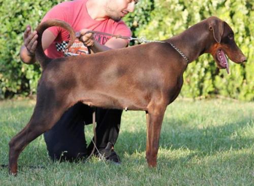 Daiana der Spitze Stehend Stamm | Brown Doberman Pinscher