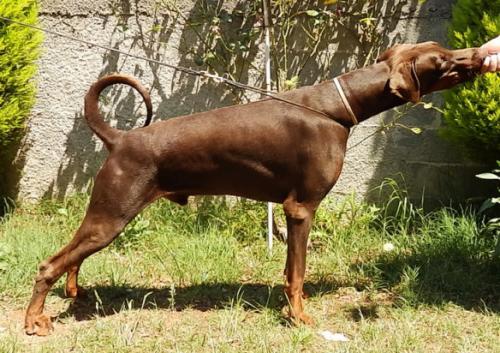 Dior  der Spitze Stehend Stamm | Brown Doberman Pinscher