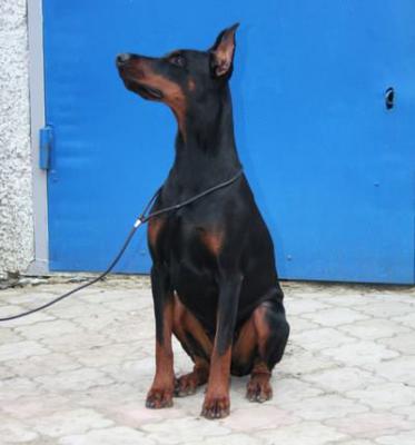 Alan Briz Ditsa Nota | Black Doberman Pinscher