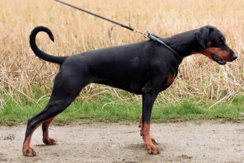 Carmah v. Krukenberg | Black Doberman Pinscher