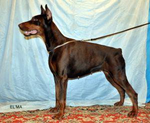 El'ma | Brown Doberman Pinscher