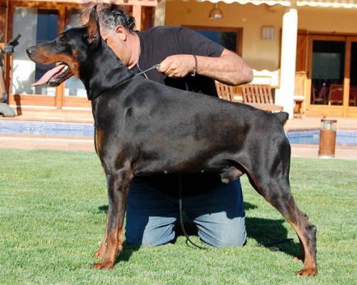 Danafox's Egon-Elden | Black Doberman Pinscher