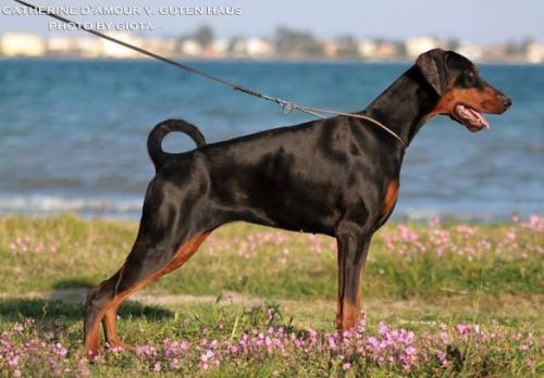 Catherine d'Amour v. Guten Haus | Black Doberman Pinscher