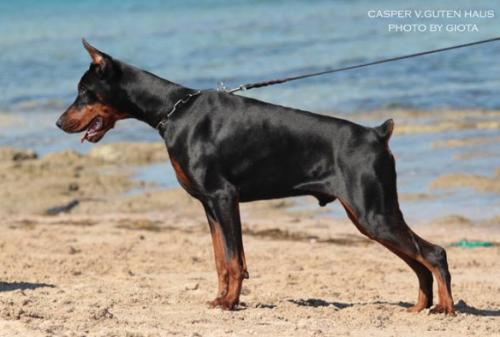 Casper v. Guten Haus | Black Doberman Pinscher