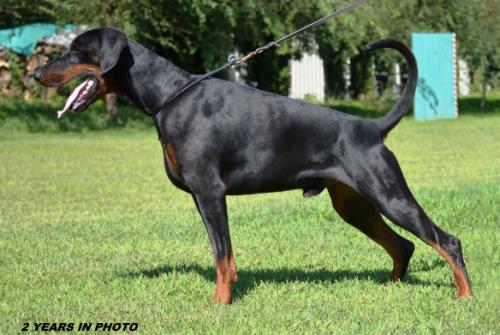 Bacco de' Andreoli | Black Doberman Pinscher