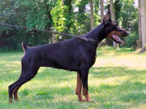 Get to the Point Elektra | Black Doberman Pinscher