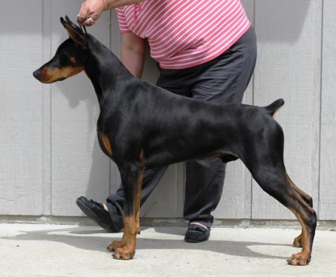 Windsong's Fortune Hunter v Shelian | Black Doberman Pinscher