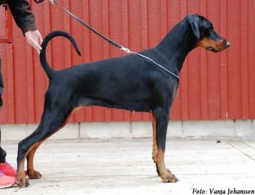 Zora Daker | Black Doberman Pinscher