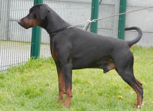 Nordsea Pride Lord Diesel | Black Doberman Pinscher