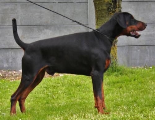 Nordsea Pride Limoncello | Black Doberman Pinscher