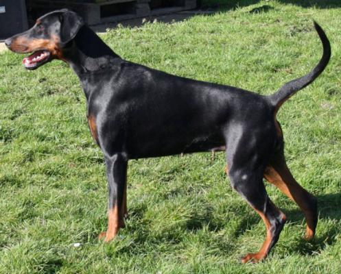 Nordsea Pride Lady Bo | Black Doberman Pinscher