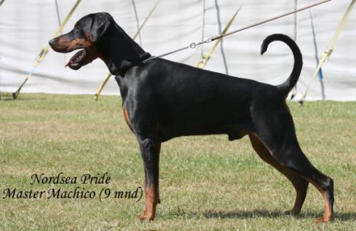 Nordsea Pride Master Machico | Black Doberman Pinscher