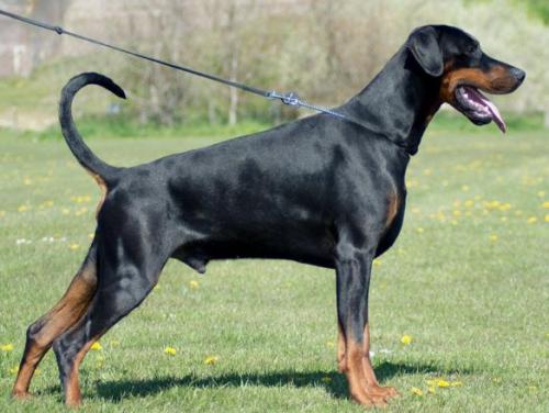 Nordsea Pride Mister Maestro | Black Doberman Pinscher