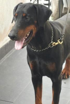 Ester di Casa Margot | Black Doberman Pinscher