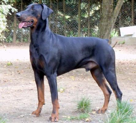 Igor (JR 83934) | Black Doberman Pinscher