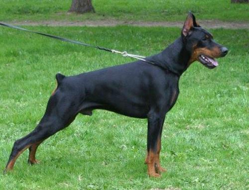 Varlaam iz Zoosfery | Black Doberman Pinscher