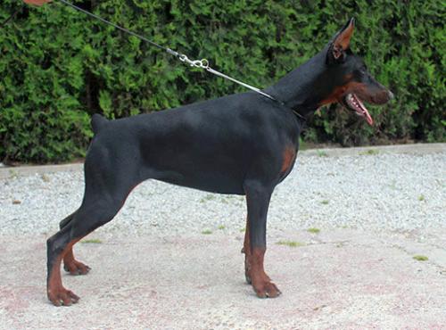 Magdalena Nera di Altobello | Black Doberman Pinscher