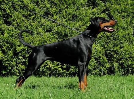 Aimy v. Zwisila | Black Doberman Pinscher