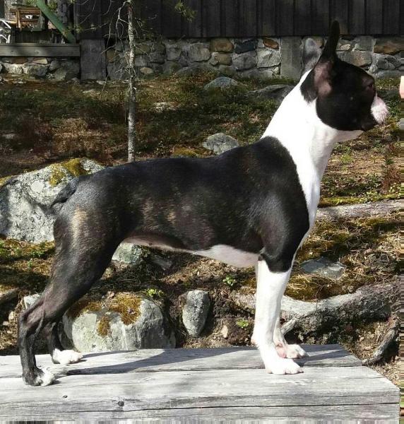 Smokkidoggi Abrotanum | Boston Terrier 