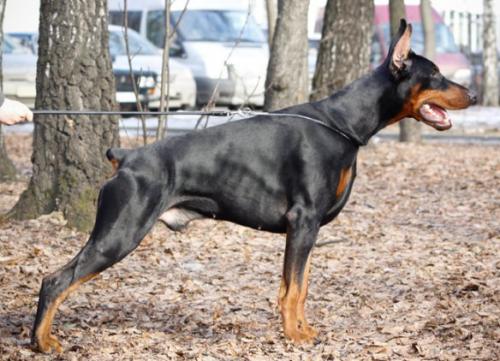 Iks iz Komandy Azart | Black Doberman Pinscher