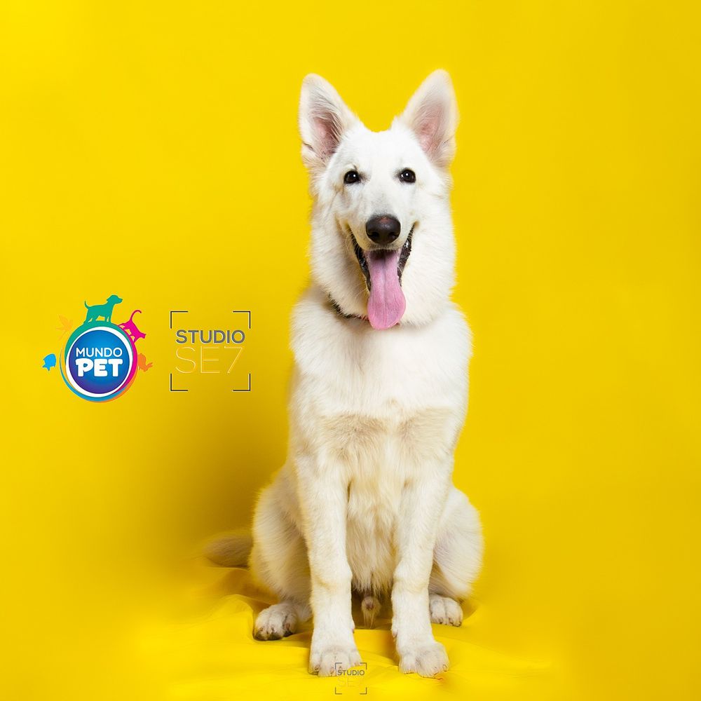 Bjorn aus Fontschweizer | White Swiss Shepherd Dog 