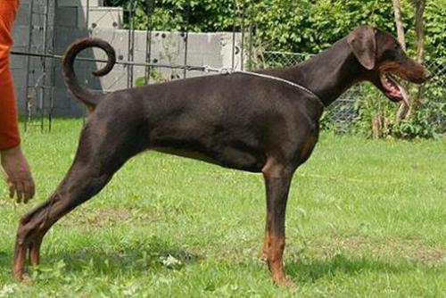 Tequila v.d. Treuen Seele | Brown Doberman Pinscher